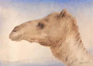 Portrett av kunstnerens dromedar