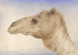 Portrait of the Artists Dromedary, 1862 (wc over grafitt på papir)