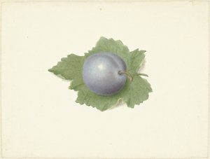 Plomme på et blad av Elisabeth Geertruida van de Kasteele
