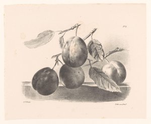 Pruimen aan takken Prinsipper for blomster og frukt for nybegynnere (serietittel) av Elise Therèse Daiwaille
