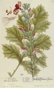Acanthus Branca Ursina, fra A Curious Herbal, utgitt i Nürnburg i 1757