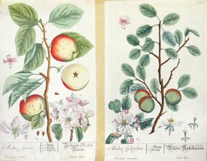 Epler, Malus Sativa og Malus Sylvestris, fra 