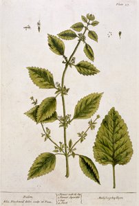 Balsam, plate 27 fra 