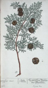 Cypress Tree, fra 