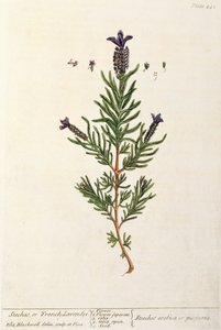 Fransk lavendel, plate 241 fra 