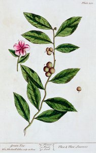 Grønn te, 1782 av Elizabeth Blackwell