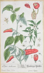 Guinea Pepper (Piper Indicum) tallerken 129 fra den tyske utgaven av 