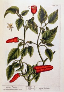 Guinea Pepper, plate 129 fra 