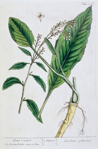 Pepperrot, 1782 av Elizabeth Blackwell