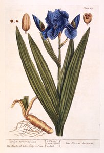 Iris, plate 69 fra 