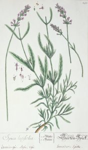 Lavender Spike, tallerken fra 
