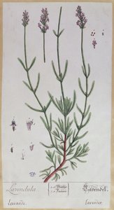 Lavendel, tallerken fra 