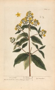 Lysimachia (Loosestrife), plate 278 fra 'A Curious Herbal', bind II, London, 1737 av Elizabeth Blackwell