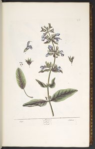 Tallerken 10, Sage, fra 