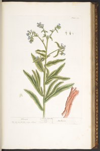 Tallerken 112, fra 'A Curious Herbal' av Elizabeth Blackwell