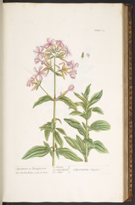 Tallerken 113, fra 