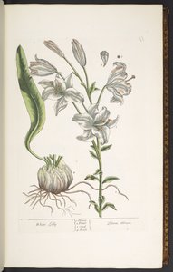 Tallerken 11, White Lily, fra 