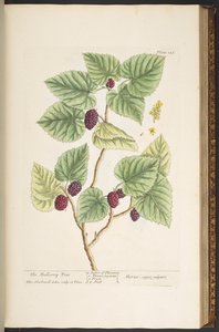 Tallerken 126, fra 'A Curious Herbal' av Elizabeth Blackwell