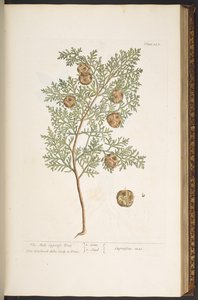 Tallerken 127, fra 'A Curious Herbal' av Elizabeth Blackwell