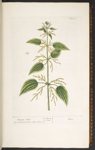 Tallerken 12, brennesle, fra 