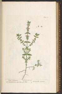 Tallerken 131, fra 