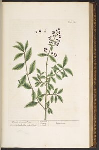 Tallerken 140, fra 'A Curious Herbal' av Elizabeth Blackwell
