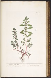 Tallerken 156, fra 