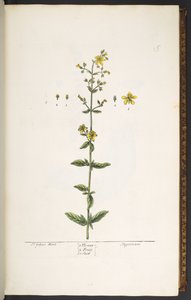 Tallerken 15, johannesurt, fra 