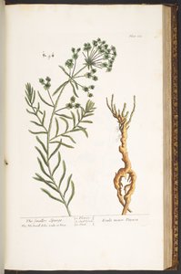 Tallerken 163, fra 
