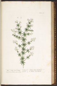 Tallerken 168, fra 'A Curious Herbal' av Elizabeth Blackwell