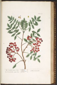 Tallerken 173, fra 'A Curious Herbal' av Elizabeth Blackwell
