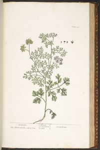 Tallerken 176, fra 'A Curious Herbal' av Elizabeth Blackwell