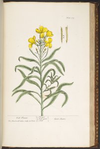 Tallerken 179, fra 'A Curious Herbal' av Elizabeth Blackwell