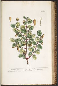 Tallerken 186, fra 