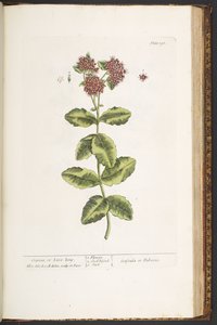 Tallerken 191, Orpine, eller Live-Long, fra 
