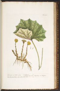 Tallerken 204, fra 