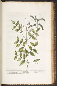 Tallerken 208, fra 'A Curious Herbal' av Elizabeth Blackwell