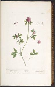 Tallerken 20, Purple Trefoil Clover Grass, fra 