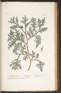 Tallerken 210, fra 
