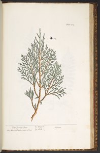 Tallerken 214, fra 'A Curious Herbal' av Elizabeth Blackwell