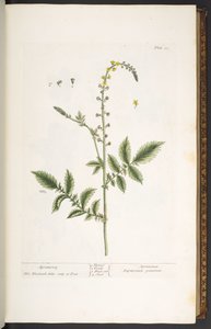 Tallerken 21, Agrimony, fra 'A Curious Herbal' av Elizabeth Blackwell