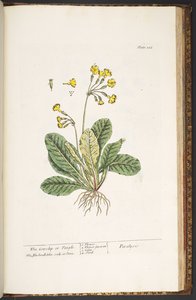 Tallerken 226, fra 