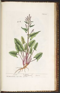 Tallerken 230, fra 