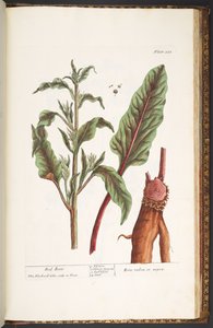 Tallerken 235, fra 
