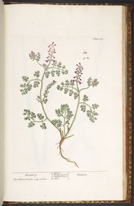 Tallerken 237, Fumitory, fra 