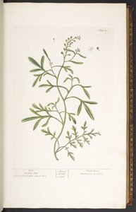 Tallerken 23, Garden Cress, fra 