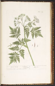 Tallerken 243, fra 