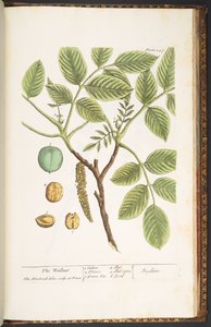 Tallerken 247, The Wallnut, fra 'A Curious Herbal' av Elizabeth Blackwell