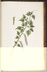 Tallerken 248, fra 