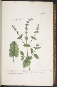 Tallerken 258, fra 